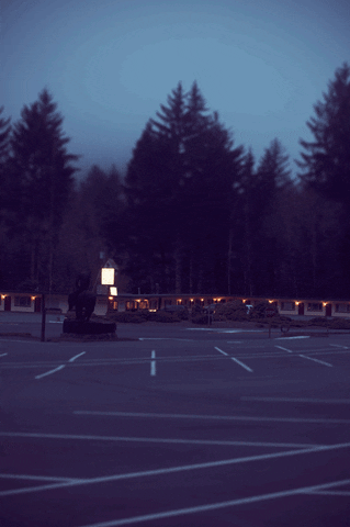 trees GIF