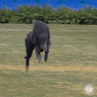 Dog Running GIF by American Kennel Club