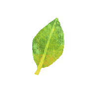 Green Leaf Plant Sticker