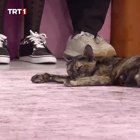 Tired Cat GIF by TRT