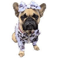 French Bulldog Dogs Sticker by RedandGinger