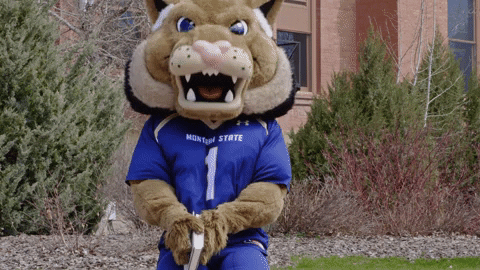 Montana State Bobcats Reaction GIF by Montana State University
