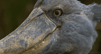 Wildlife gif. Shoebill stork cocking their head to the side to turn and look at us, blinking in bewilderment.