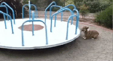 merry go round dogs GIF by Cheezburger