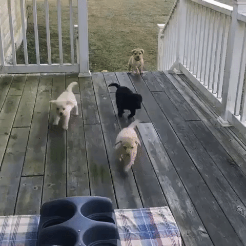 Stampede of Adorable Puppies Masters the Steps