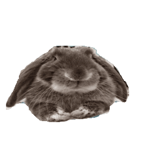 bunny rabbit STICKER by imoji
