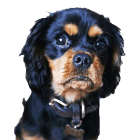 cavalier king charles spaniel dog Sticker