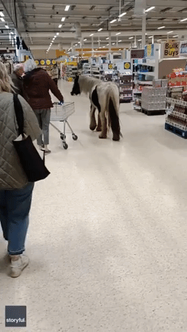 Shopper Left in 'Disbelief' After Spotting Small Horse Wandering Around Welsh Supermarket