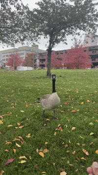 Canadian Portland GIF by EDGARDUDE