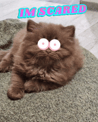 Scared Cat GIF