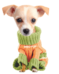 Dog Chihuahua Sticker by MISO PUP