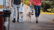 The Pack Dogs GIF by Amazon Prime Video