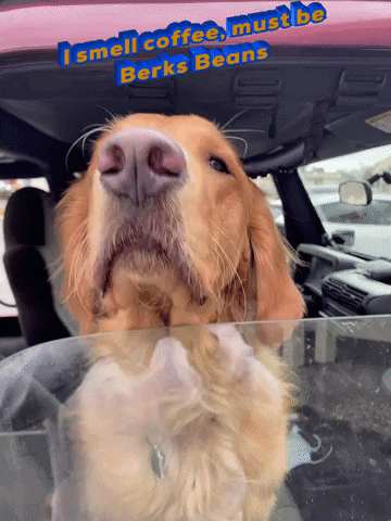 berksbeans coffee murphy berks beans berksbeans GIF