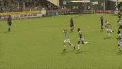 yeoviltownfc gray yeovil ytfc GIF
