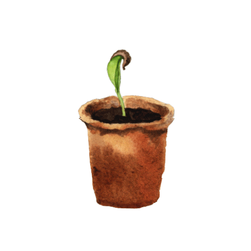 Trees-for-the-Future tree plant plants trees Sticker