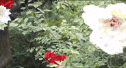 Alice In Wonderland Punk GIF by Marquis of Vaudeville