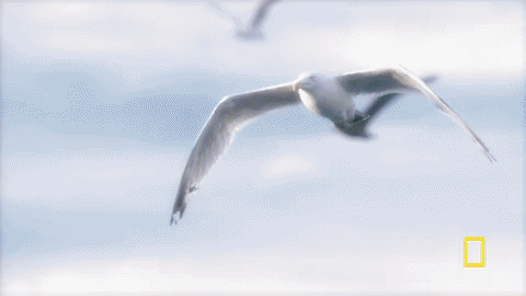 wicked tuna GIF by National Geographic Channel