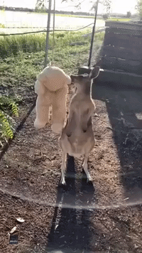 Teddy Bear No Match for Energetic Kangaroo at Wildlife Rescue Center