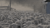 balls deep GIF by BALLS DEEP with Thomas Morton