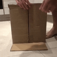 Cat GIF by JustViral.Net