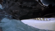 symphony for our world GIF by Nat Geo Wild 