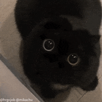Black Cat GIF