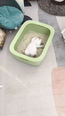 cuteanimalland giphyupload GIF