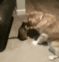 americas funniest home videos GIF by AFV Pets