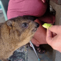 Disgusted Rock Hyrax GIF
