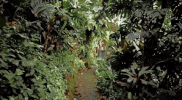 mexico great gardens las pozas GIF by NOWNESS