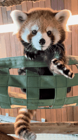 Red Panda Paw GIF by Valley Zoo Development Society