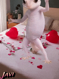 Dance Baile GIF