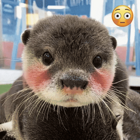 Otter Love GIF
