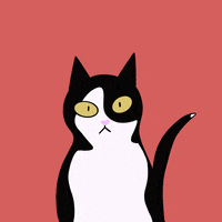 BueroLyndgrun katze alfie buerokater buerolyndgrun GIF