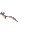 fly flying Sticker by How To Train Your Dragon