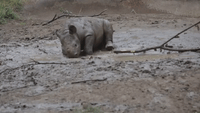 Rhinos Romp and Roll in Mud at Cincinnati Zoo