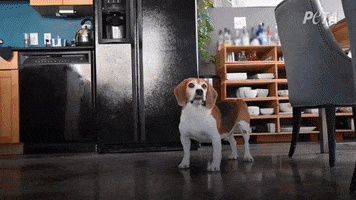 GIF by PETA