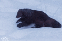 screenmediafilms tumble tumbling screen media films screen media GIF