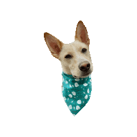 Harry Potter Spark Sticker by Geekster Pets