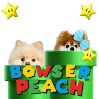Pomeranian Cute Dogs Sticker by Pimp Yo Pets