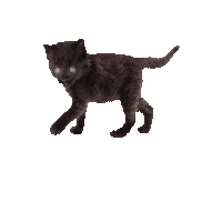 hauspanther cat kitten bounce blackcat Sticker