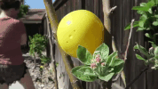 easter GIF