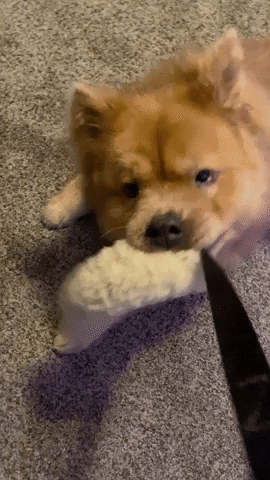 bw5kywtpbkbnbwfpbc5jb20 dog cutedog tug chow GIF