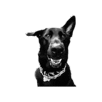 Dog Asheville Sticker
