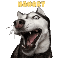 Hangry Sticker