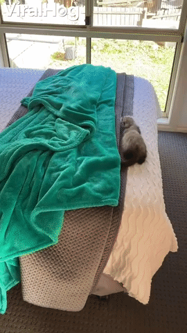 Falling Ferret Does Backflip off Bed