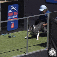 Border Collie Run GIF by American Kennel Club