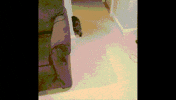 cat bit GIF
