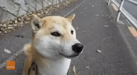 Shiba Inu Answers to the Call of a Siren