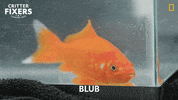National Geographic Vet GIF by Nat Geo Wild